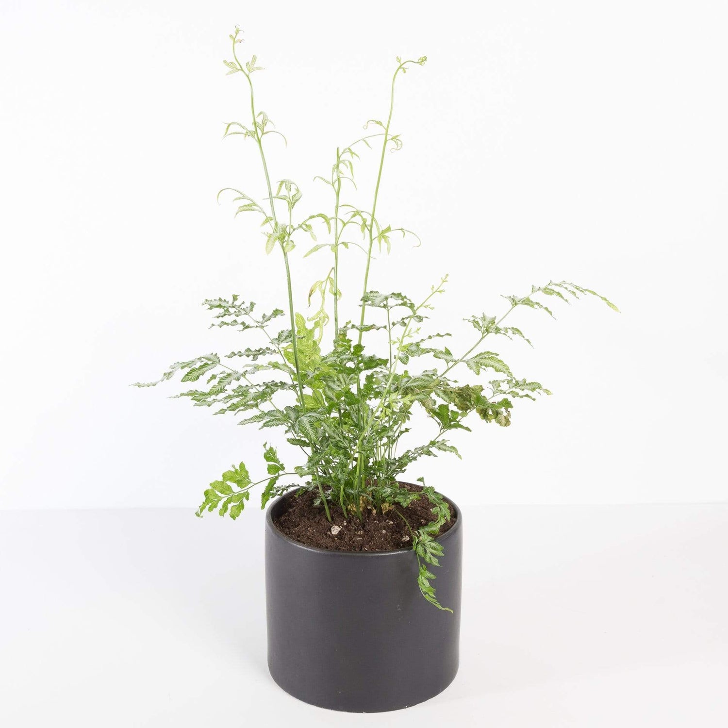 Urban Sprouts Plant Fern 'Silver Lace'