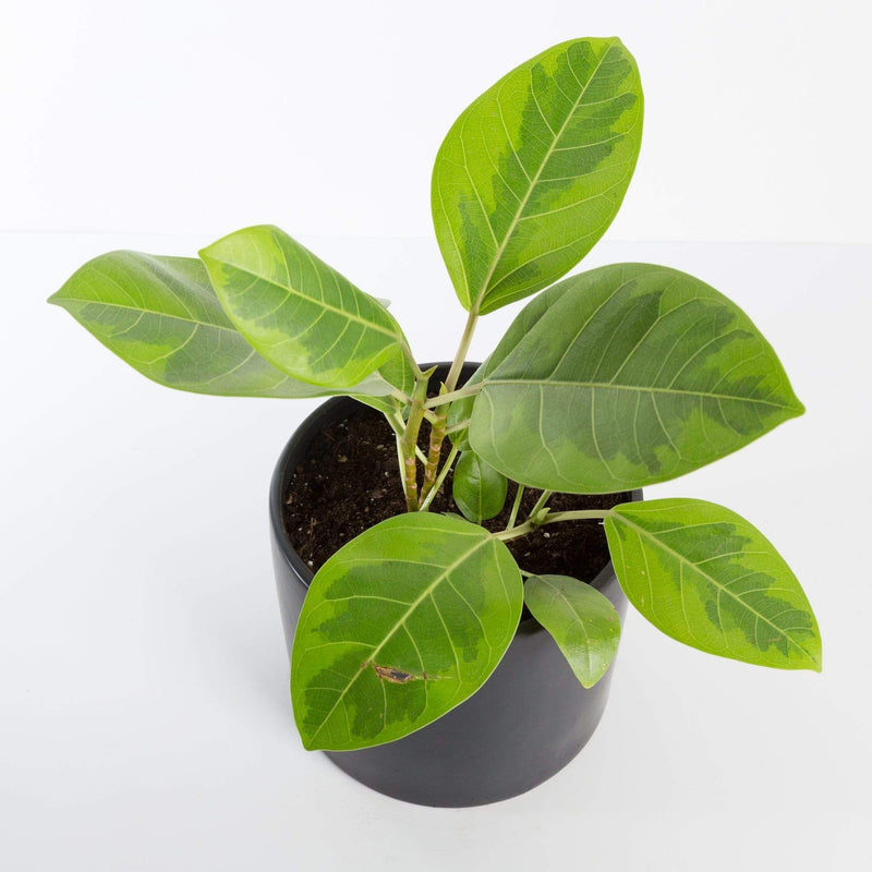 Urban Sprouts Plant Fig 'Altissima - Yellow Gem'