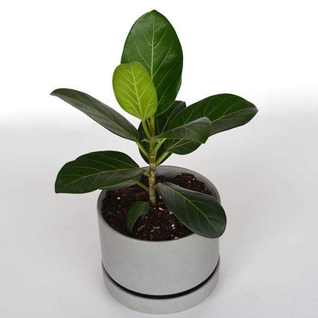 Urban Sprouts Plant Fig 'Audrey'