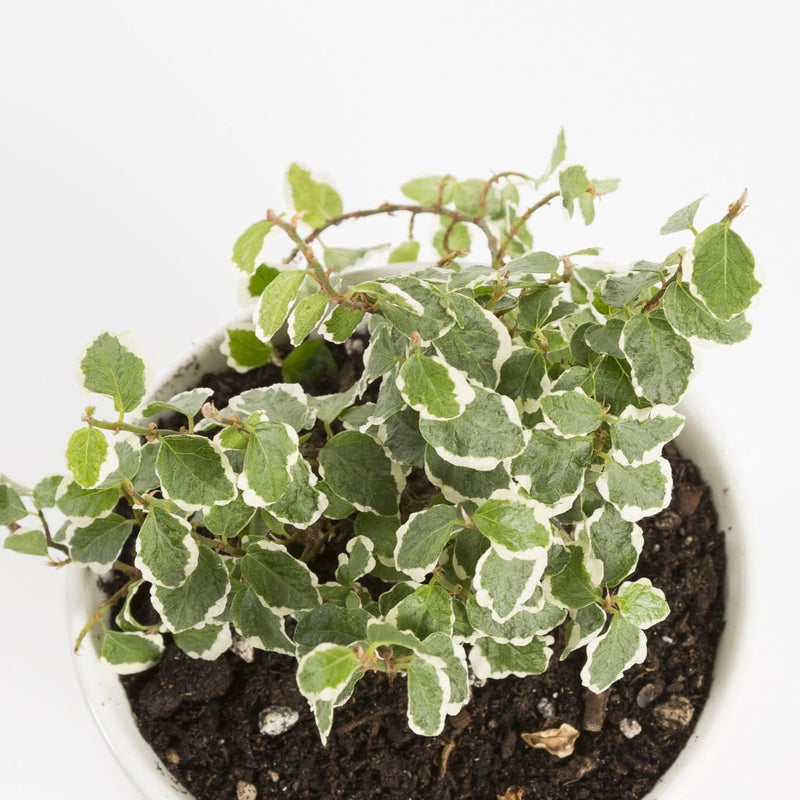 Urban Sprouts Plant Fig 'Creeping - Variegated'