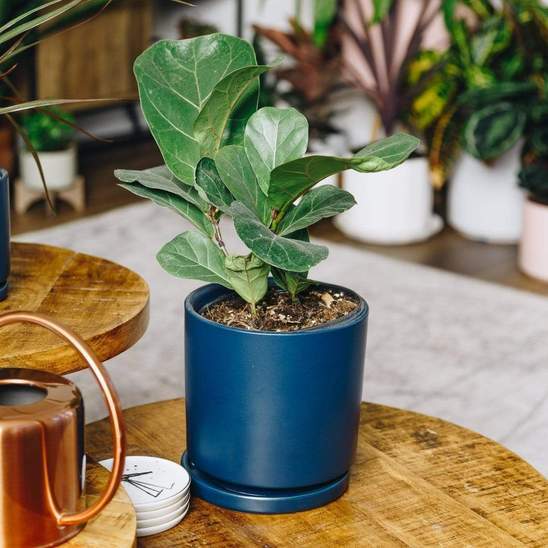 Urban Sprouts Plant Fig 'Fiddle Leaf'