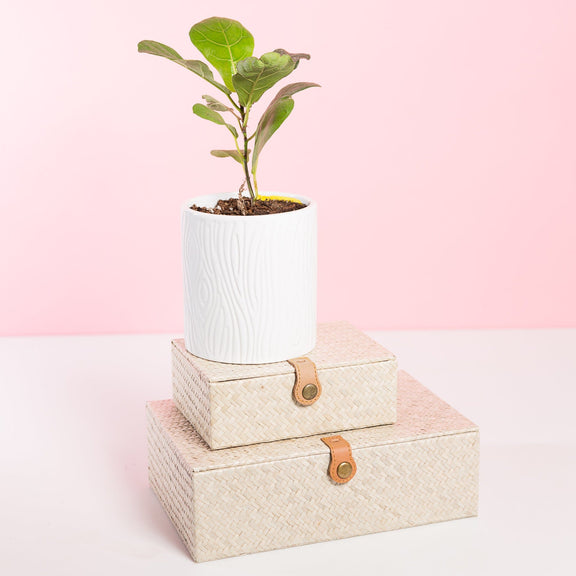 Urban Sprouts Plant Fig ' Fiddle Leaf - Little Sunshine'