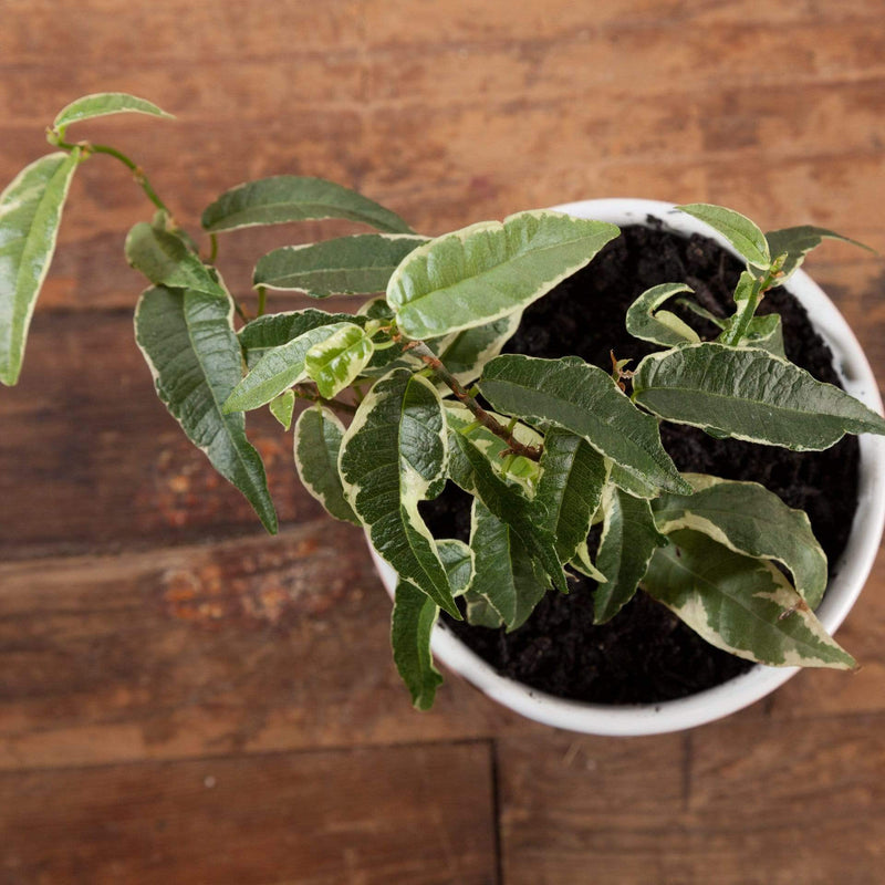 Urban Sprouts Plant Fig 'Silver Leaf'