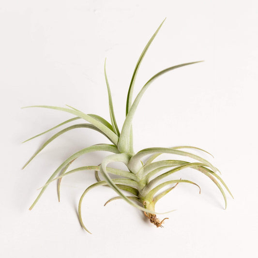 Urban Sprouts Plant Fragrant Tillandsia 'Inca Gold'