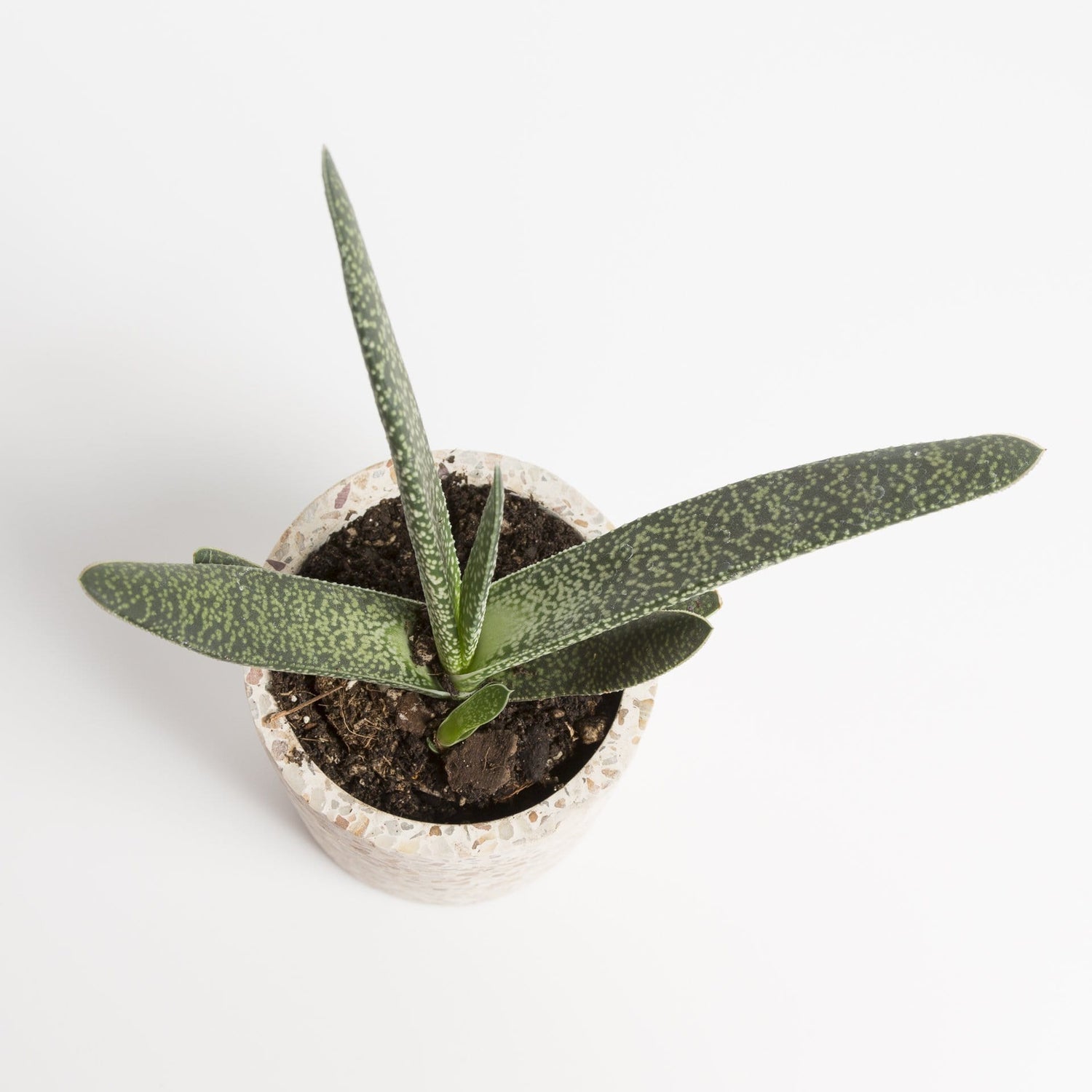 Urban Sprouts Plant Gasteria 'Little Warty'