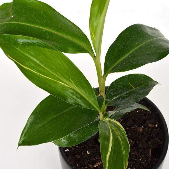 Urban Sprouts Plant Ginger 'Variegated'