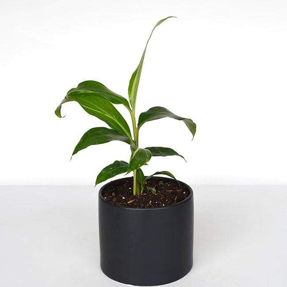 Urban Sprouts Plant Ginger 'Variegated'