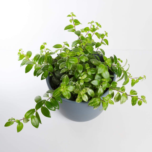 Urban Sprouts Plant Goldfish Plant 'Candy Corn'