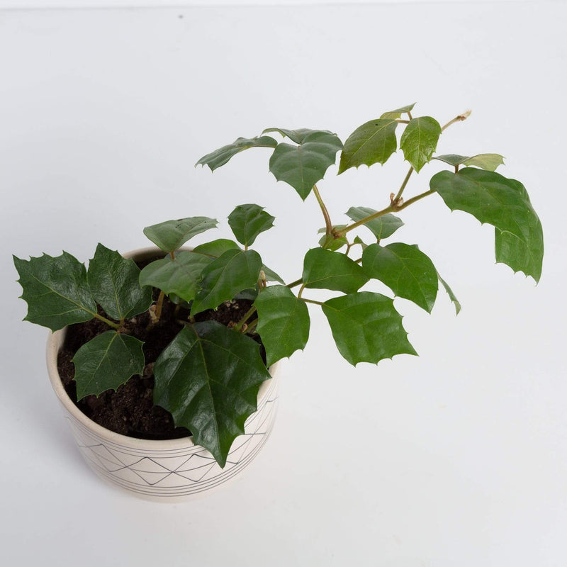 Urban Sprouts Plant Grape Ivy 'Oak Leaf'