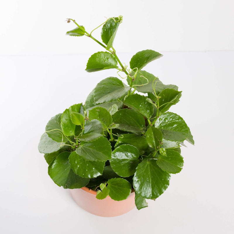 Urban Sprouts Plant Grape Ivy 'Peruvian'