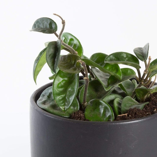 Urban Sprouts Plant Hoya 'Krinkle'