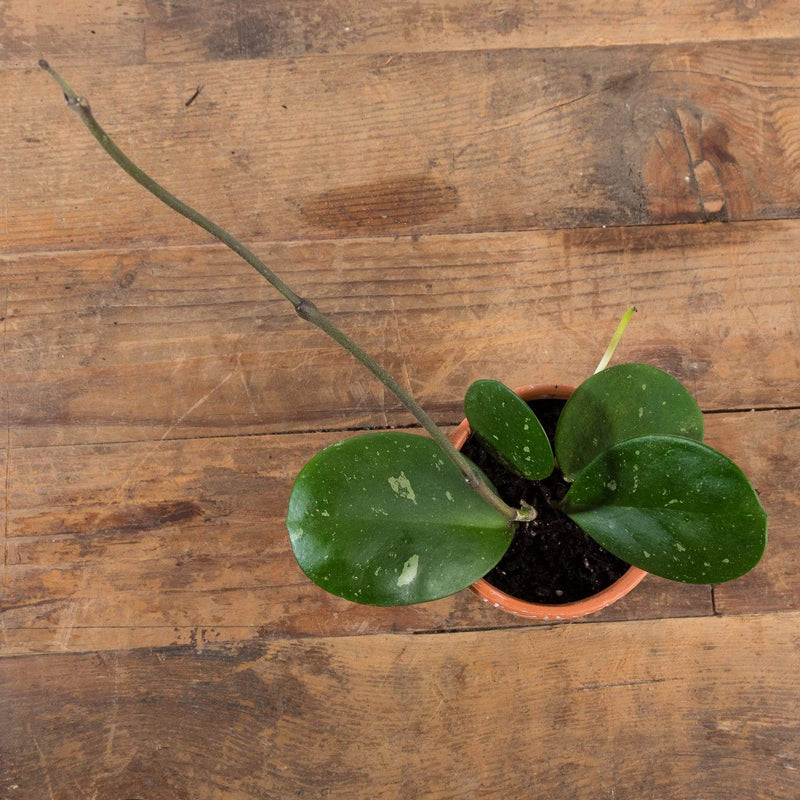 Hoya 'Obovata' 4" - Urban Sprouts