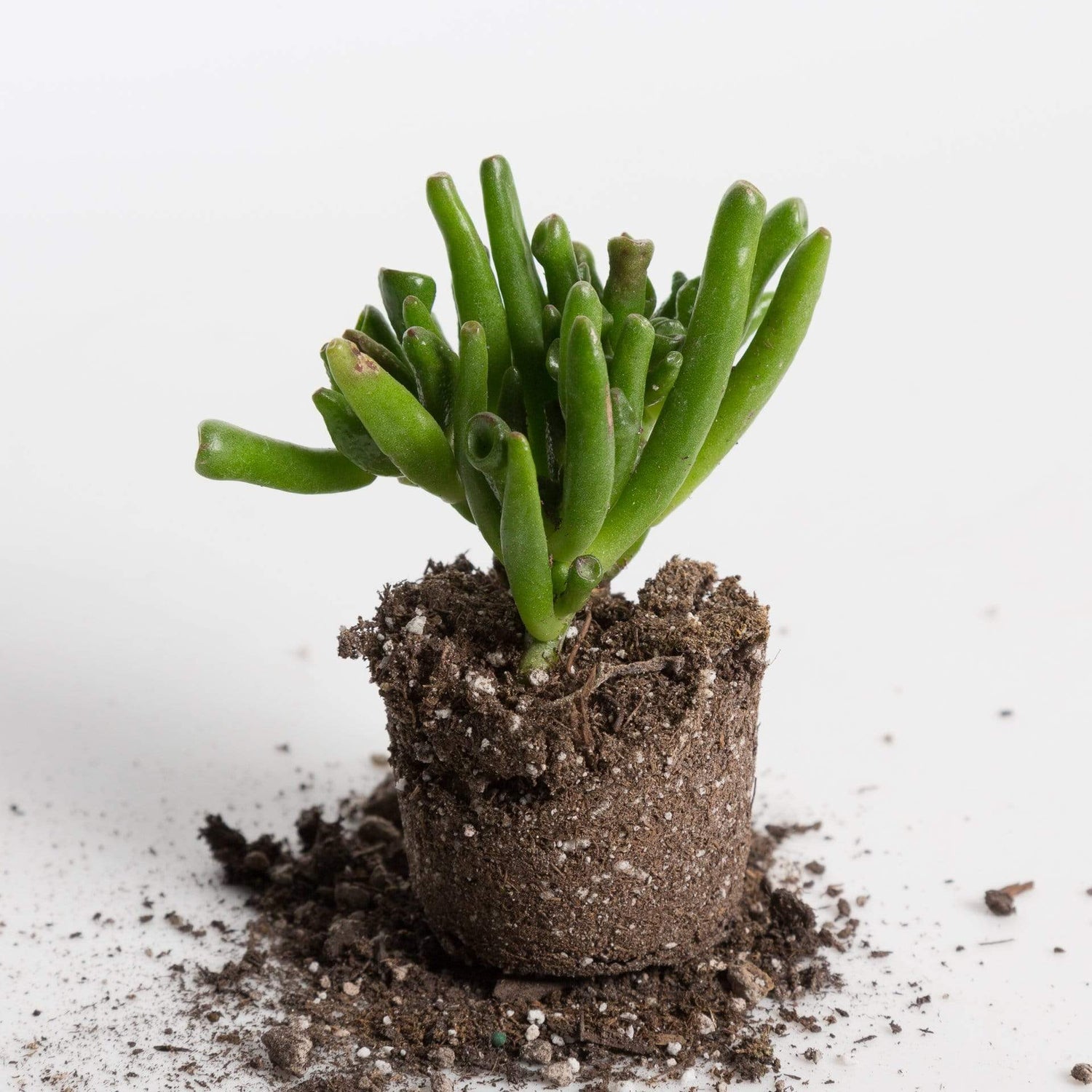 Urban Sprouts Plant Jade 'Gollum'