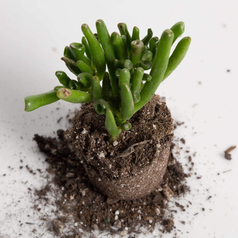 Urban Sprouts Plant Jade 'Gollum'