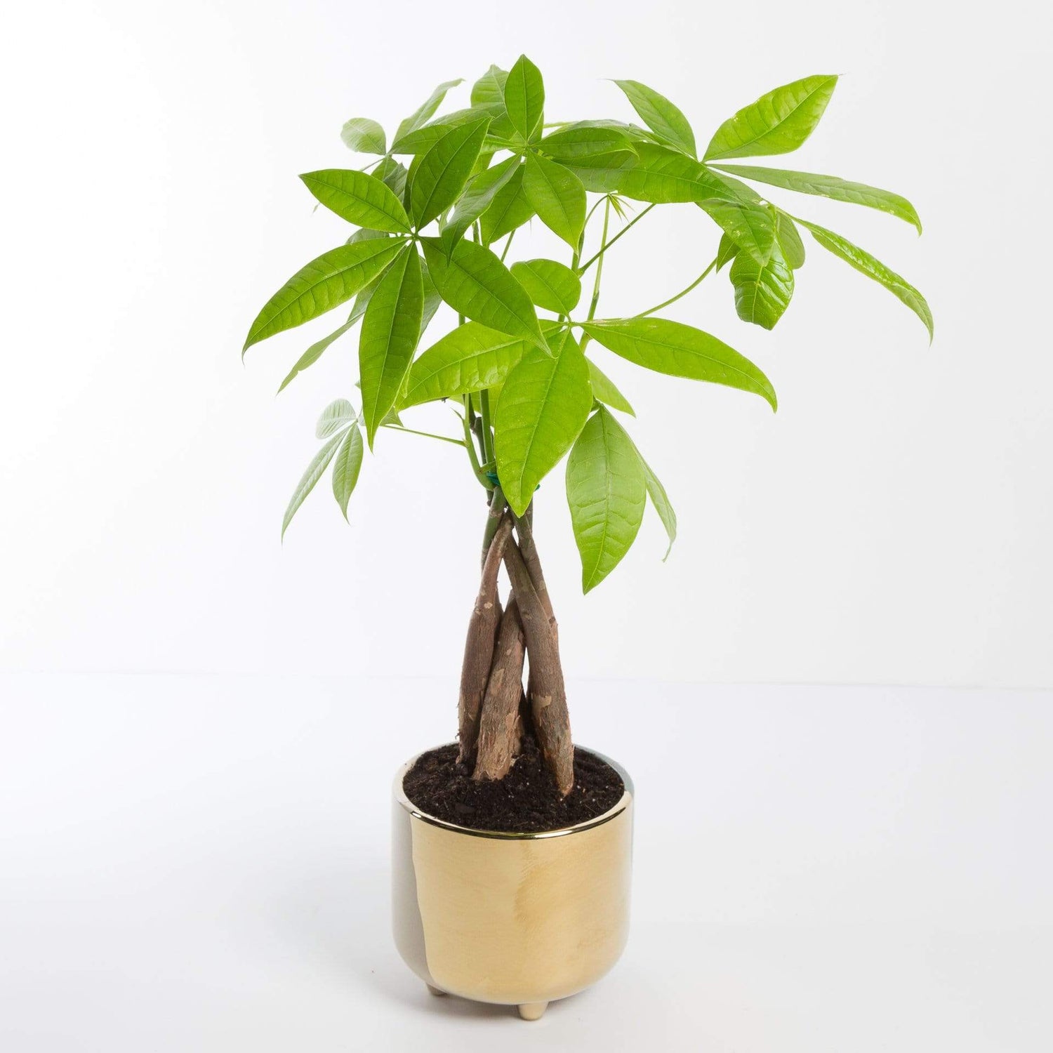 Urban Sprouts Plant Money Tree 'Braided'