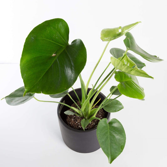 Urban Sprouts Plant Monstera 'Deliciosa'