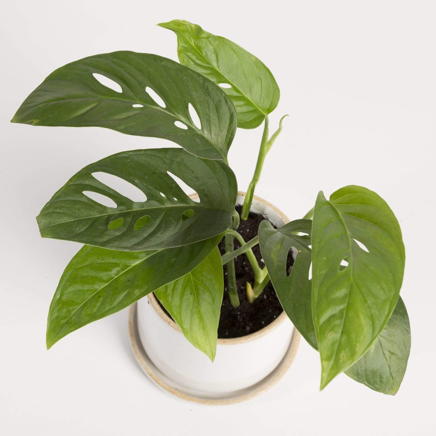 Urban Sprouts Plant Monstera 'Swiss Cheese - Narrow Leaf'