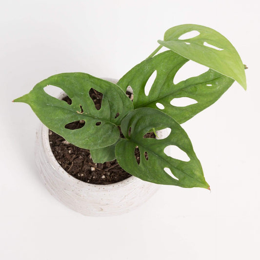 Urban Sprouts Plant Monstera 'Swiss Cheese Plant'