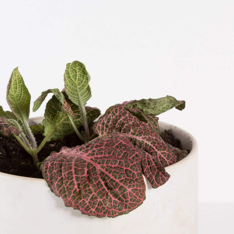 Urban Sprouts Plant Nerve Plant 'Rosa'