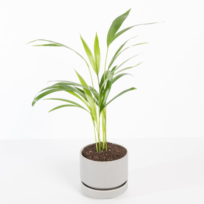 Urban Sprouts Plant Palm 'Areca'