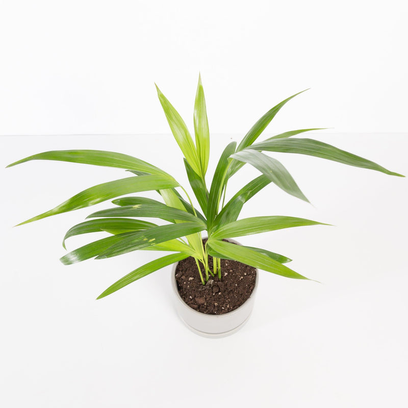 Urban Sprouts Plant Palm 'Areca'
