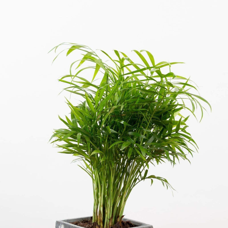 Urban Sprouts Plant Palm 'Bella Parlor'