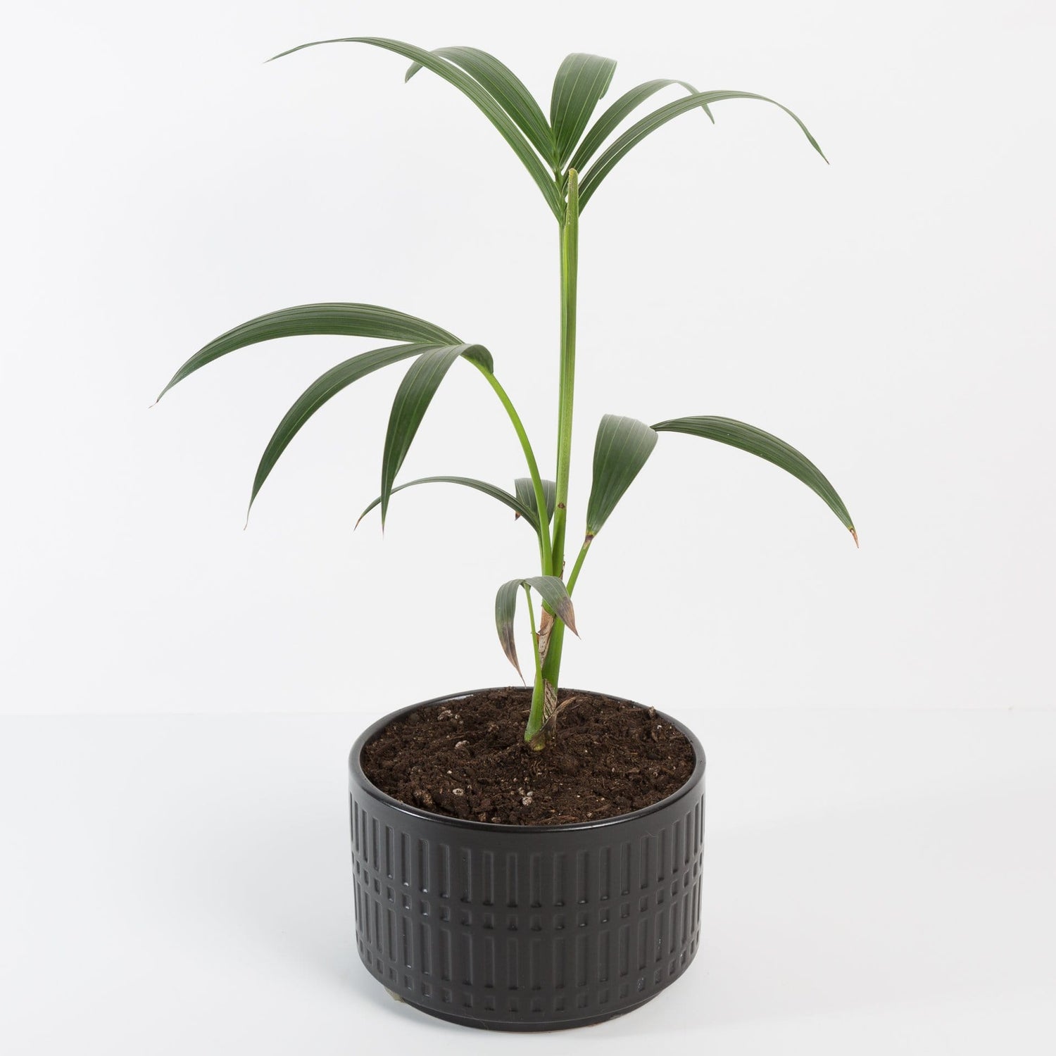 Urban Sprouts Plant Palm 'Kentia'