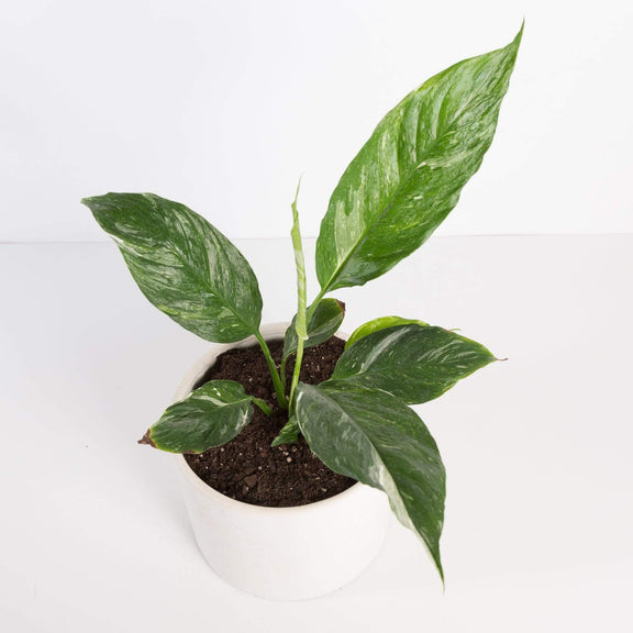 Urban Sprouts Plant Peace Lily 'Domino'