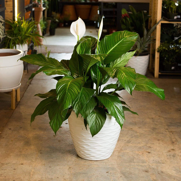 Urban Sprouts Plant Peace Lily 'Viscount'
