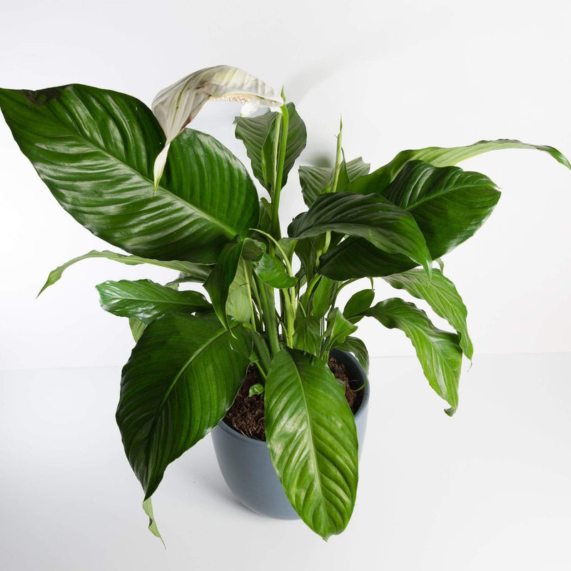 Urban Sprouts Plant Peace Lily 'Viscount'