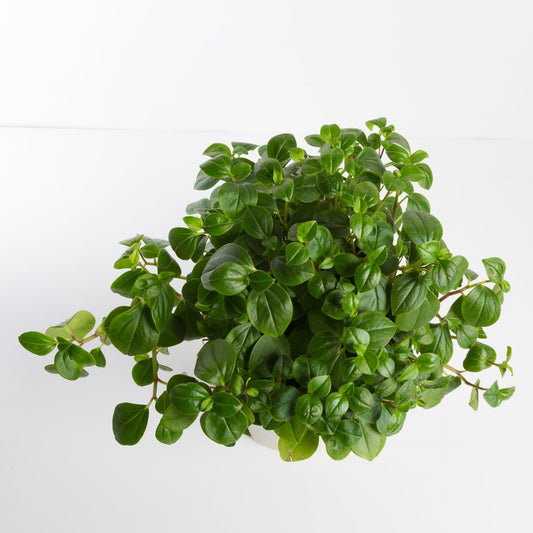 Urban Sprouts Plant Peperomia 'Cypress'