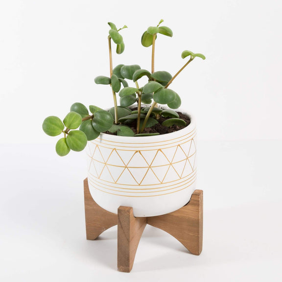 Urban Sprouts Plant Peperomia 'Hope'
