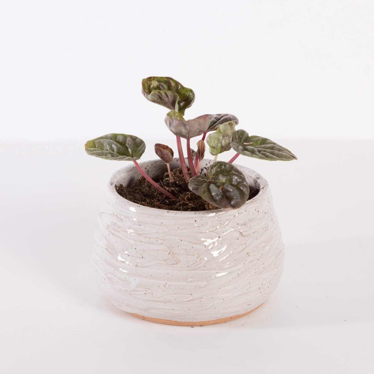 Urban Sprouts Plant Peperomia 'Luna Red'