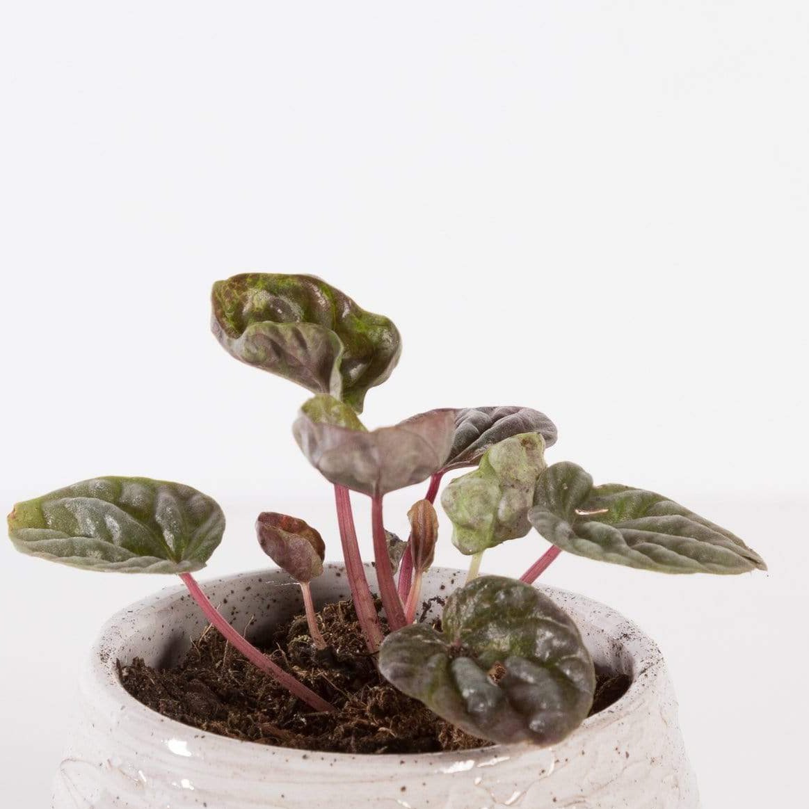 Urban Sprouts Plant Peperomia 'Luna Red'