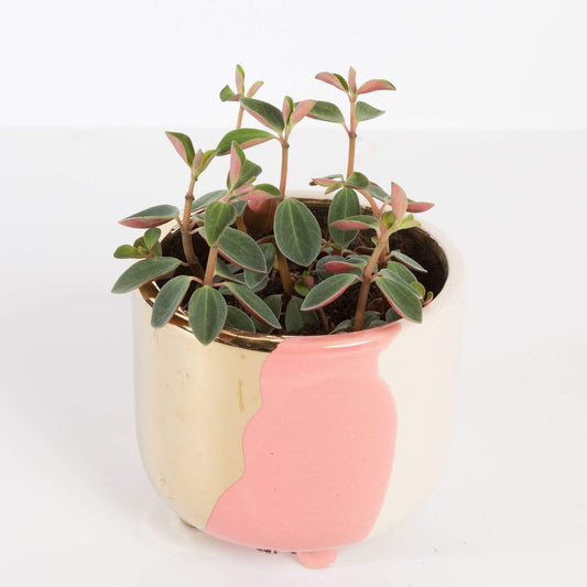 Urban Sprouts Plant Peperomia 'Red Log'