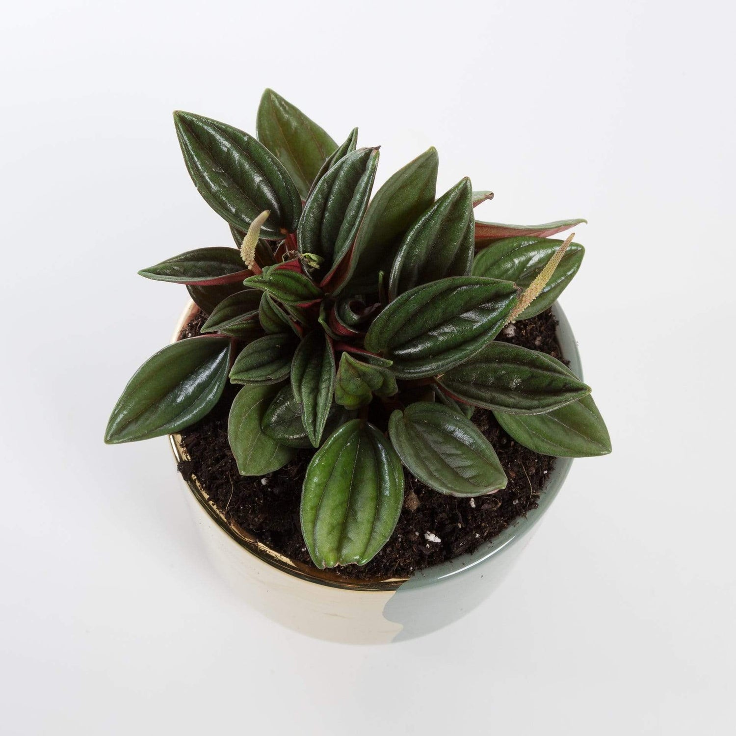 Urban Sprouts Plant Peperomia 'Rosso'