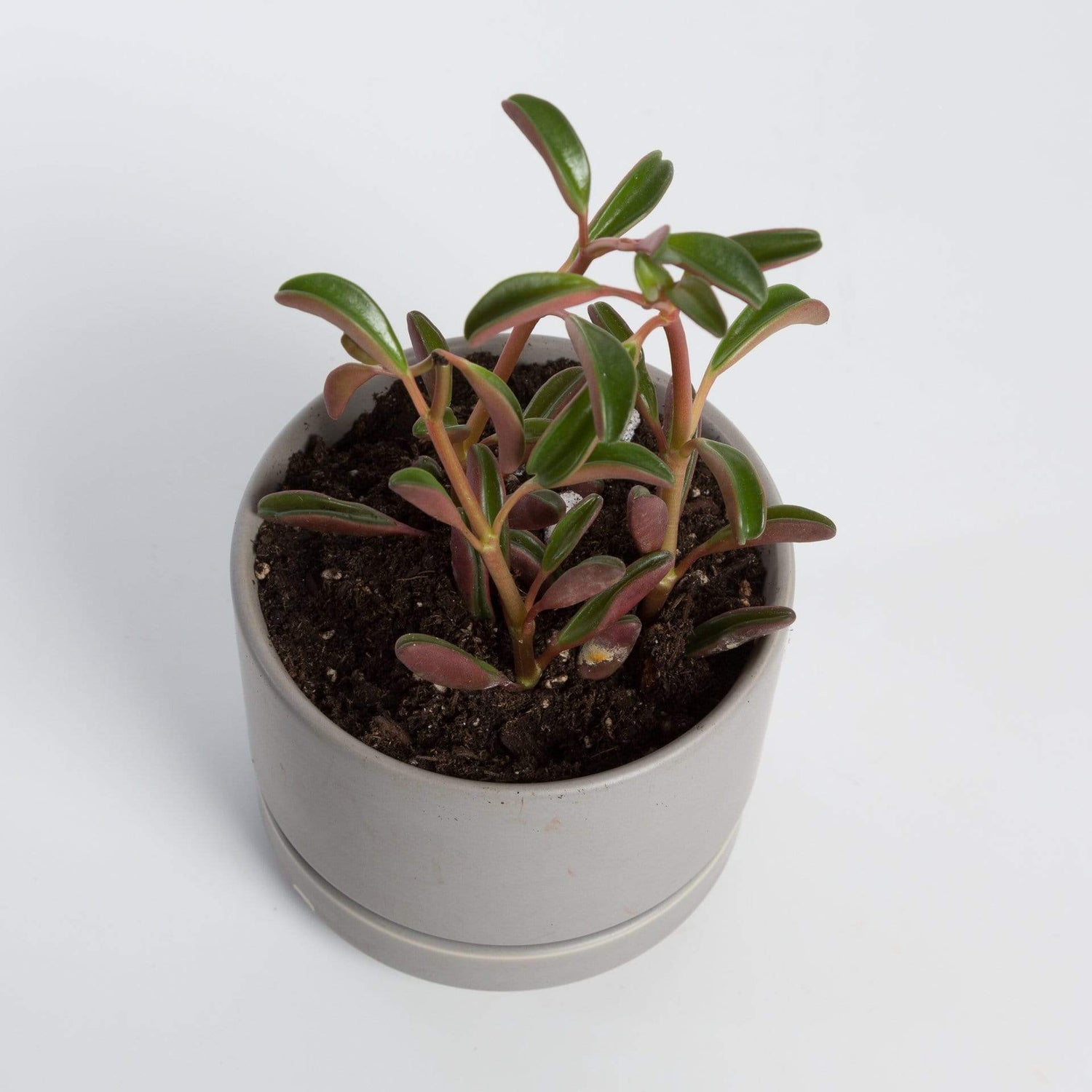 Urban Sprouts Plant Peperomia 'Ruby Glow'