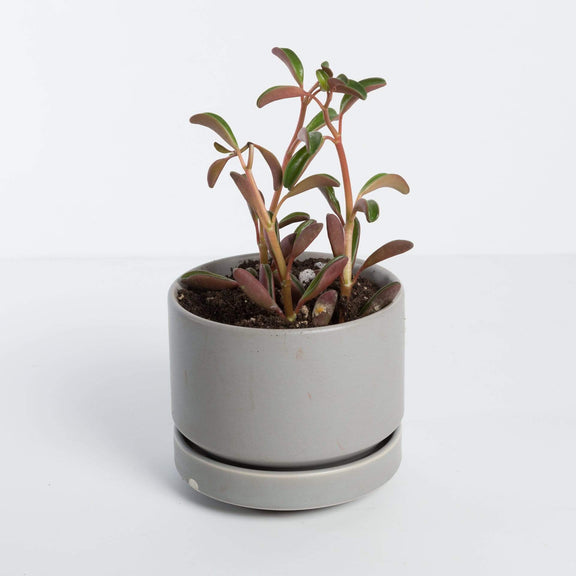 Urban Sprouts Plant Peperomia 'Ruby Glow'