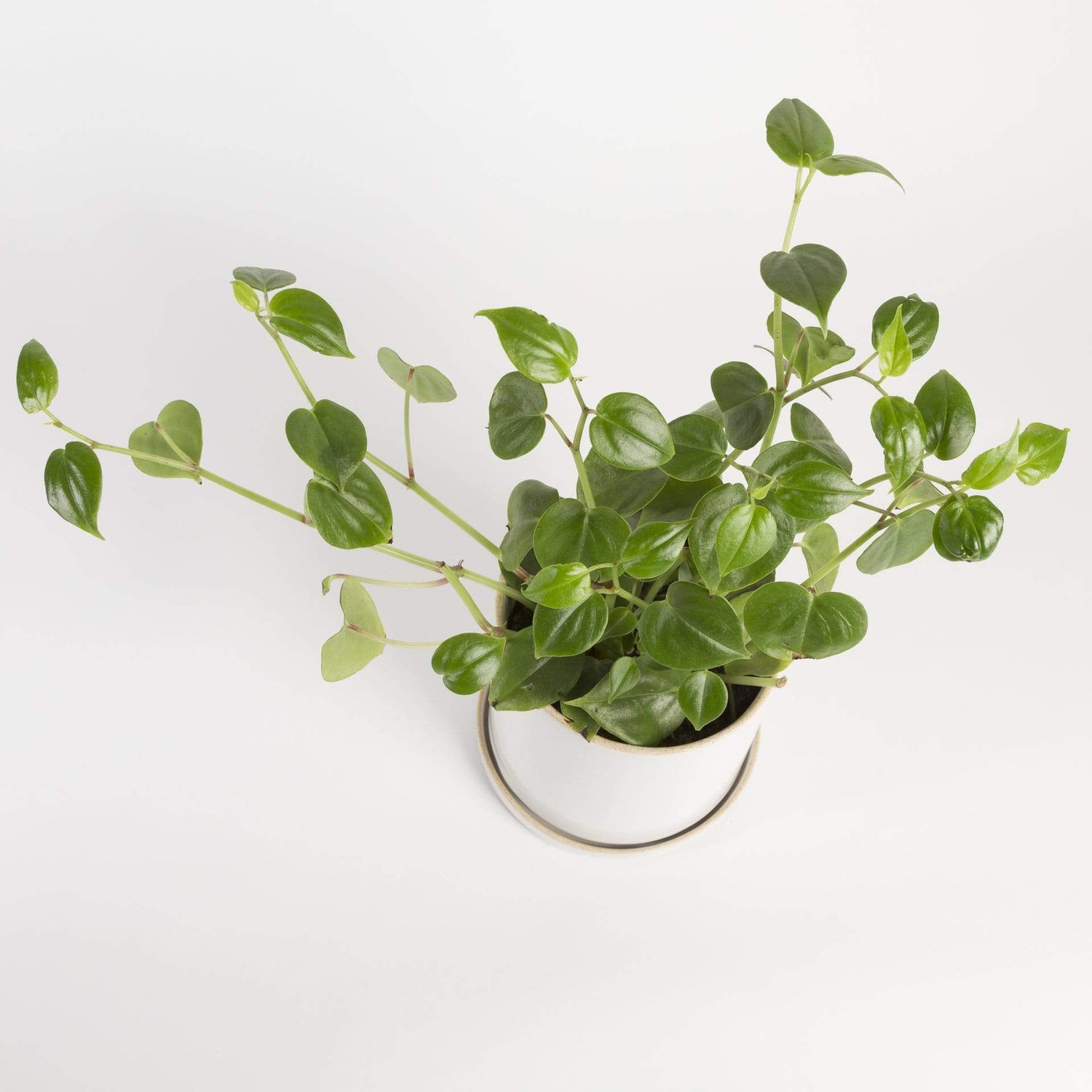 Urban Sprouts Plant Peperomia 'Scandens'