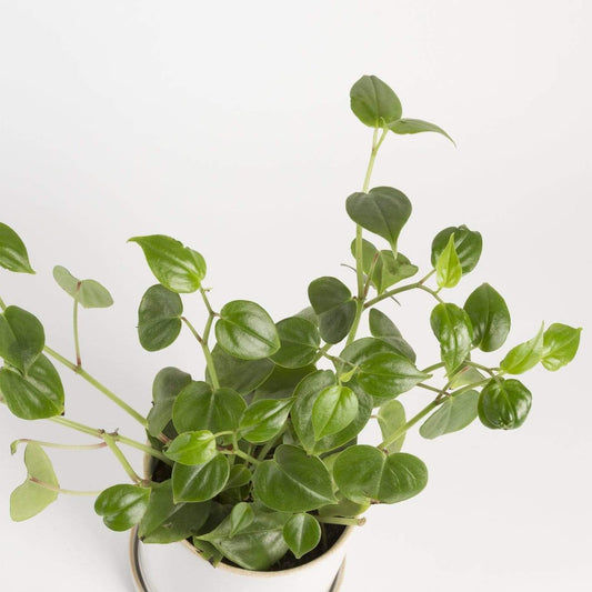 Urban Sprouts Plant Peperomia 'Scandens'