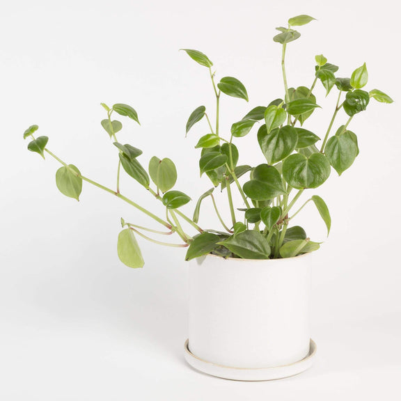 Urban Sprouts Plant Peperomia 'Scandens'
