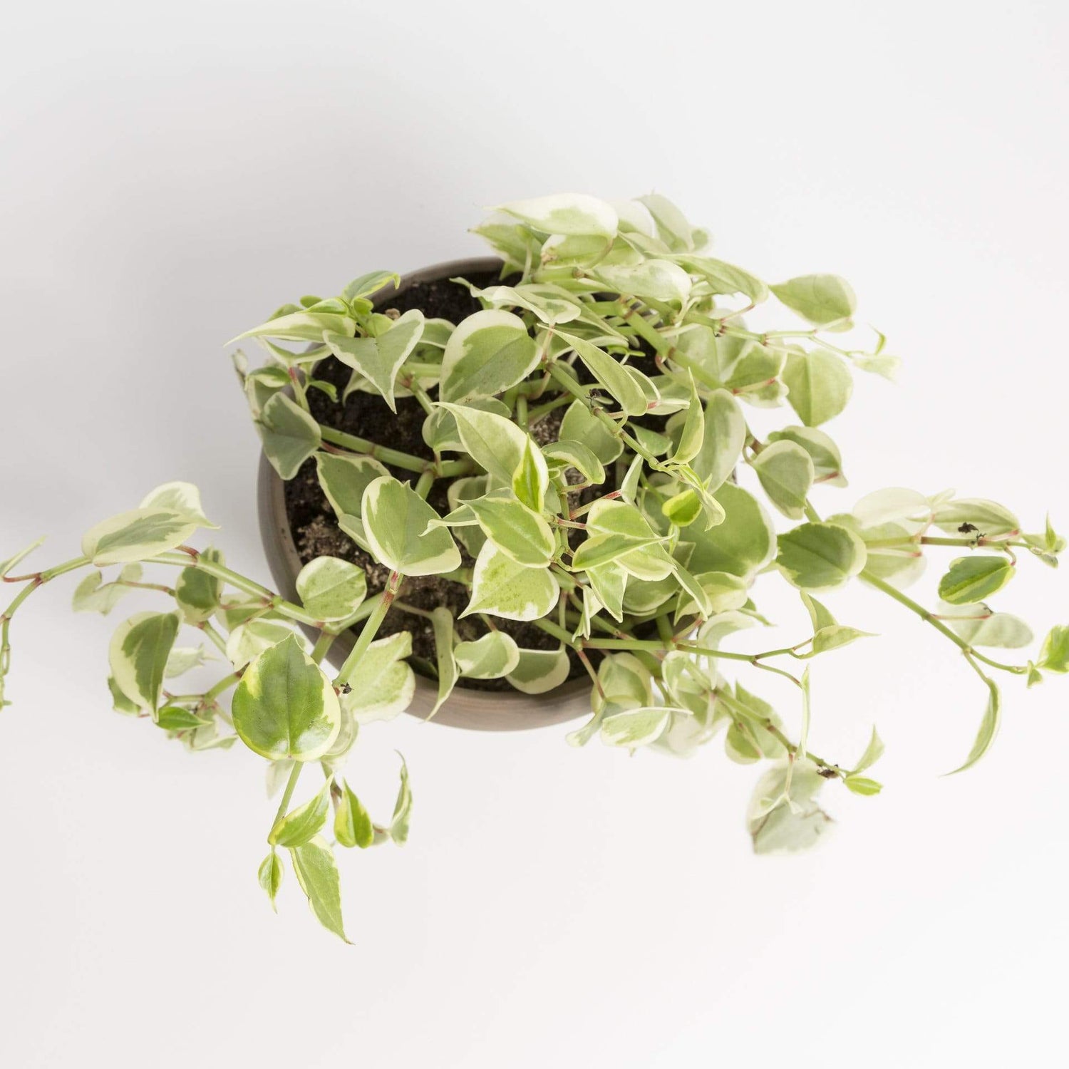 Urban Sprouts Plant Peperomia 'Scandens - Variegated'