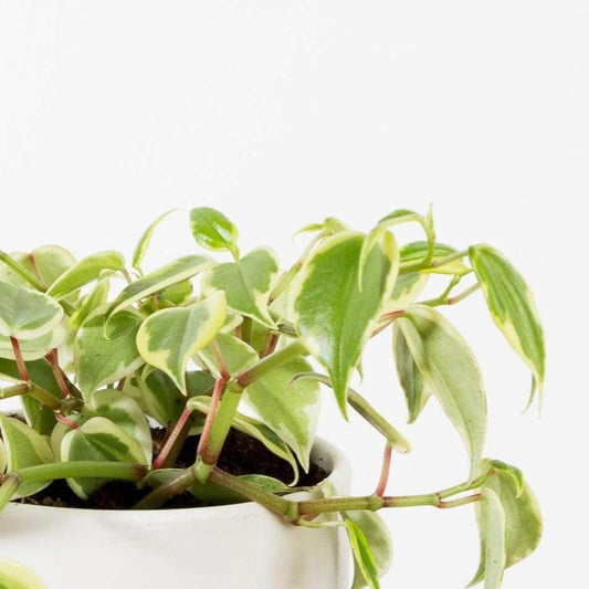 Urban Sprouts Plant Peperomia 'Scandens - Variegated'