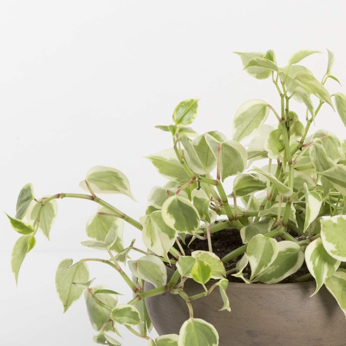 Urban Sprouts Plant Peperomia 'Scandens - Variegated'