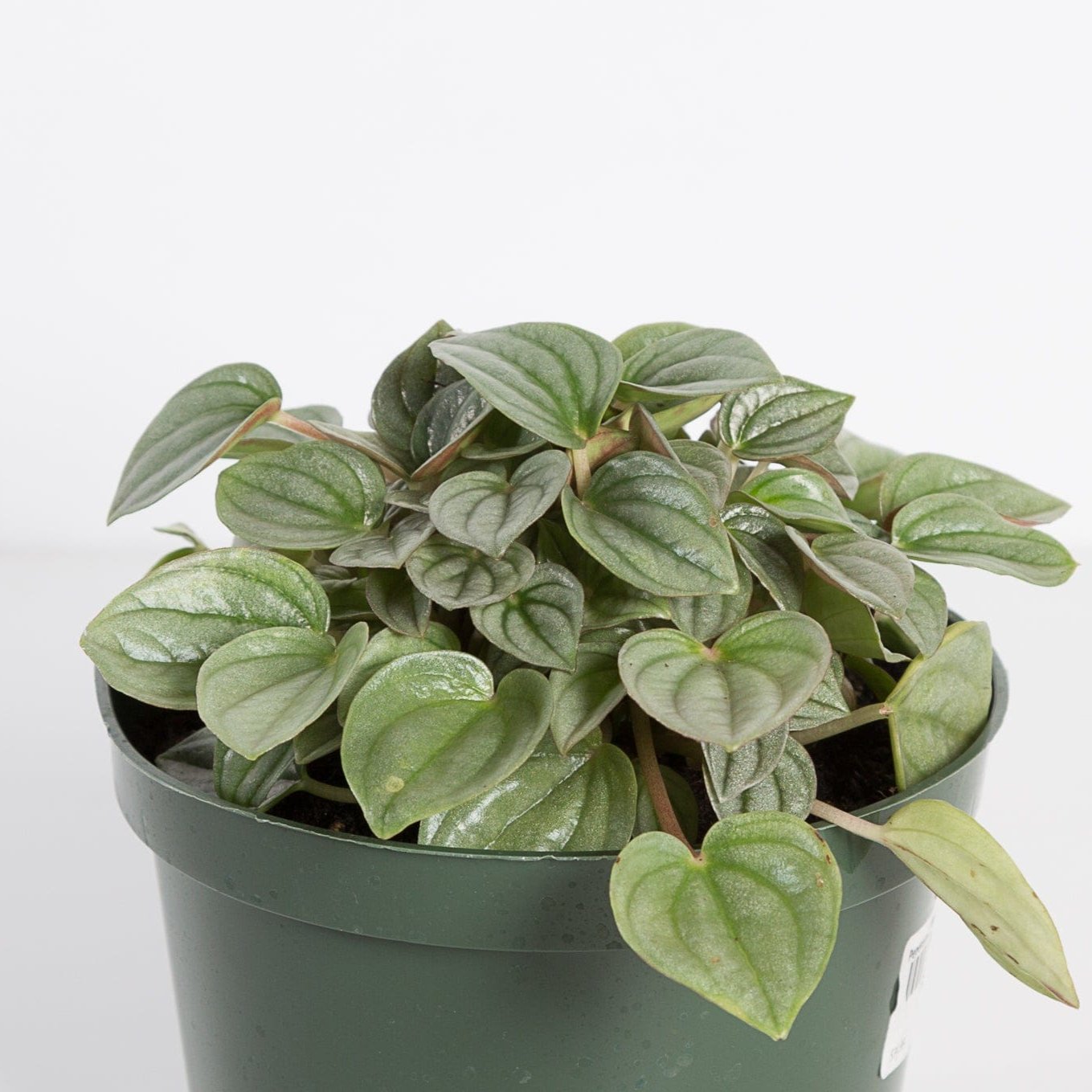 Urban Sprouts Plant Peperomia 'Smokescreen'