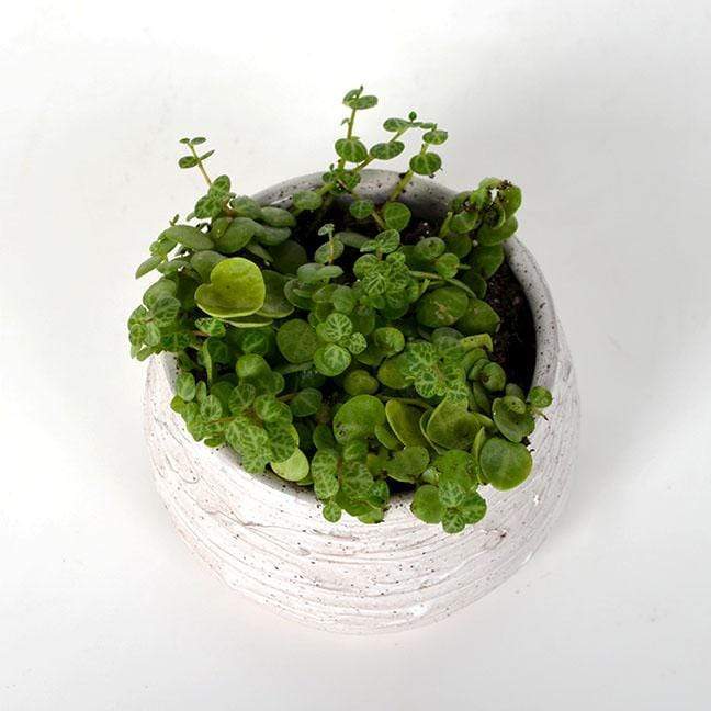 Urban Sprouts Plant Peperomia 'String of Turtles'