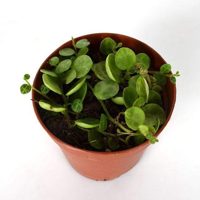 Urban Sprouts Plant Peperomia 'String of Turtles'