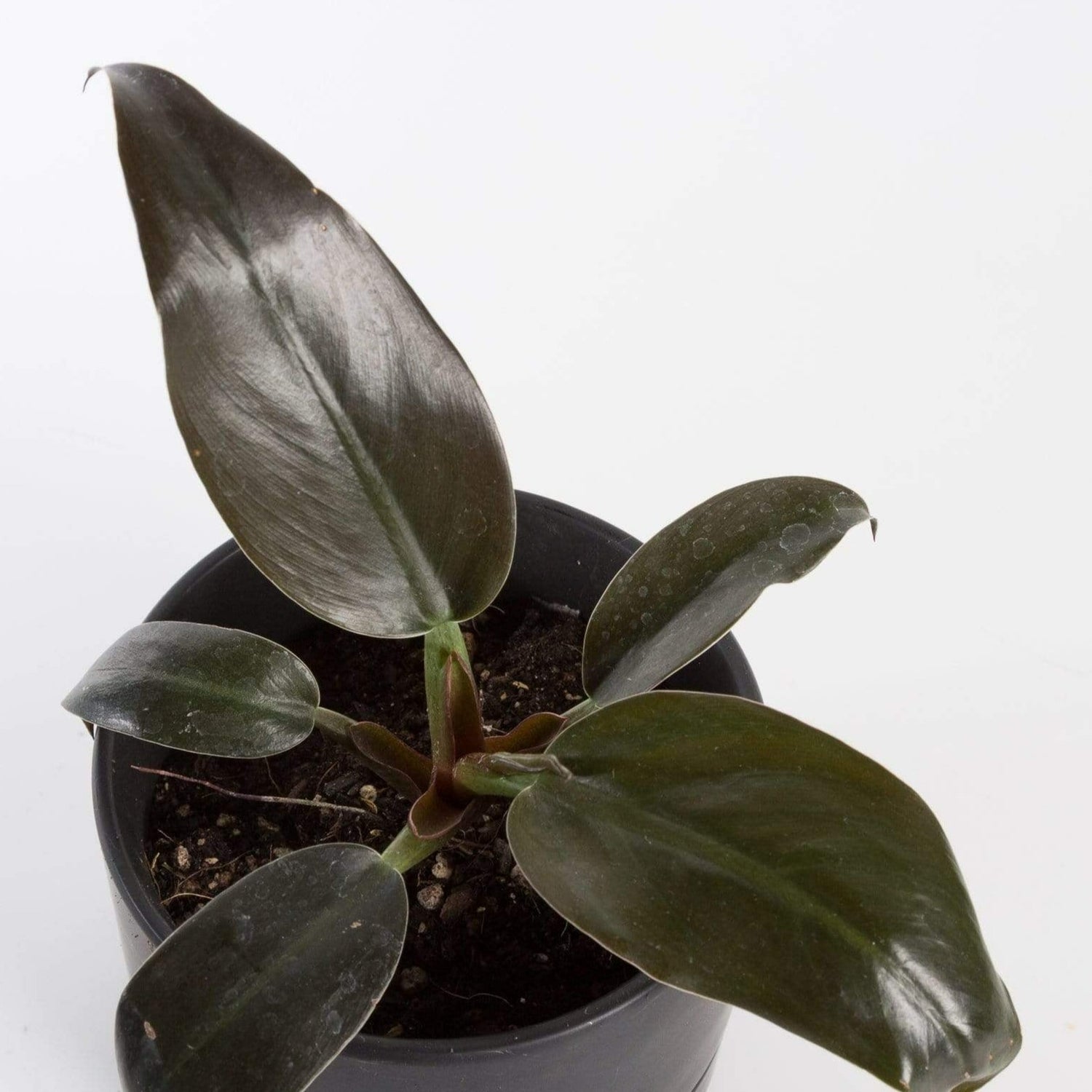 Urban Sprouts Plant Philodendron 'Black Cardinal'
