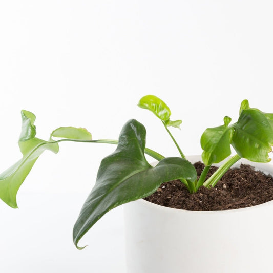 Urban Sprouts Plant Philodendron 'Fun Bun'