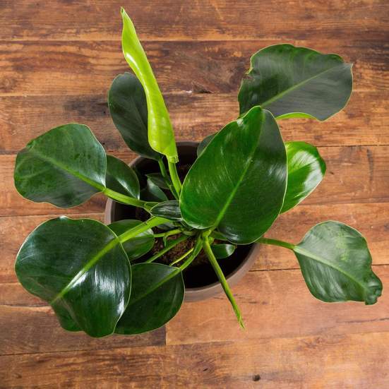 Philodendron 'Green Congo' - Urban Sprouts